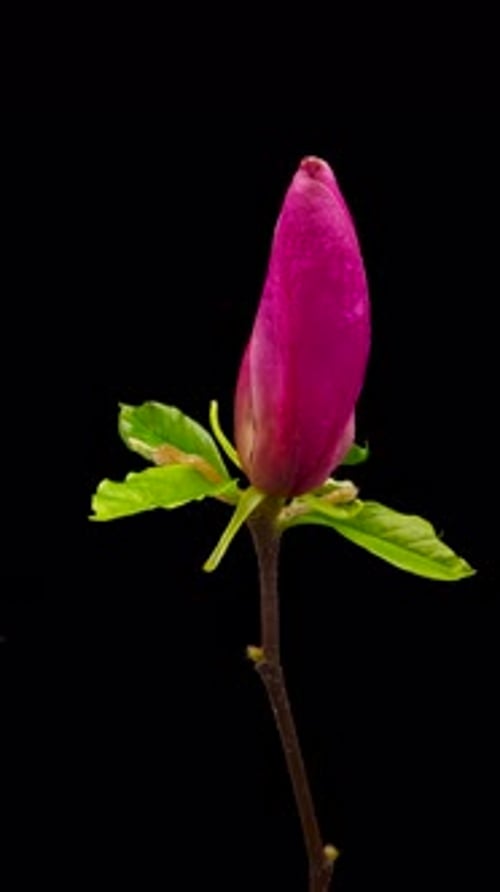 Time Lapse of Flowering Magnolia Flowers on Black Background Spring Timelapse of Opening Magnolia