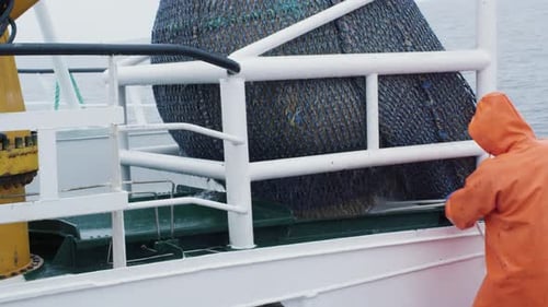 Fisherman Opens Trawl Net with Caugth Fish on Board of Commercial Fishing Ship