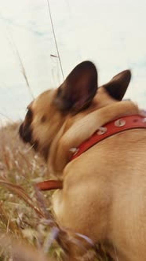 Dog Runs Through Tall Grass Field