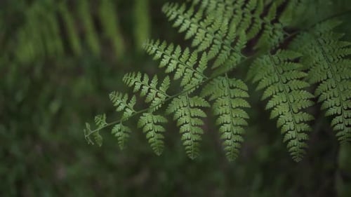 Close Up of Fresh Green Fern Leaves