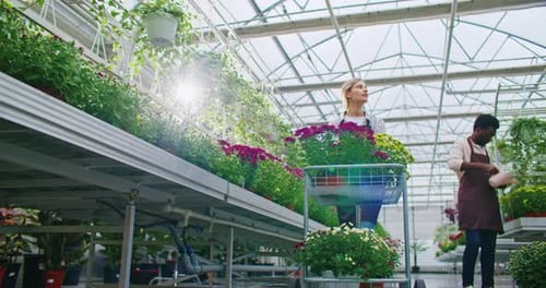 View From Below of Busy Day at Greenhouse Woman Pushing Trolley with Many Colorful Flowers Man in