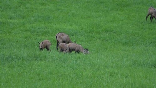 Grupo de gamuzas pastando en una exuberante pradera alpina en Glaris, Suiza.