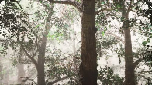 Summer Forest with Deep Fog