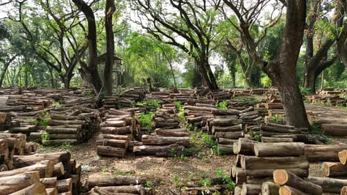 Pile of tree trunks in a green forest