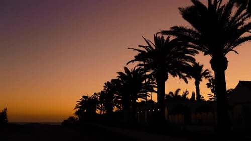 Dunkler Sonnenuntergang mit Blick auf das Meer und den orangefarbenen Sonnenuntergang und die Sanddünen und Blätter des gesprenkelten Baumes