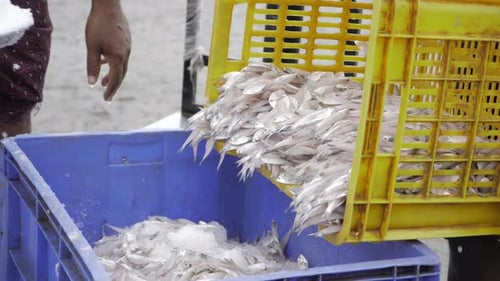 Handling Fish at a Market - A Close-up Look at a Busy Fishing Day