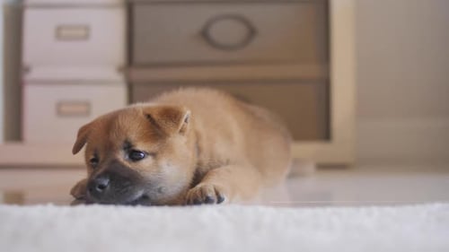 Adorable Puppy Resting Calmly on Carpet Indoors