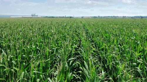 Green corn field. Growing maize.