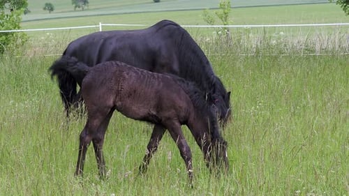 Black mare and foal grazing in green pasture
