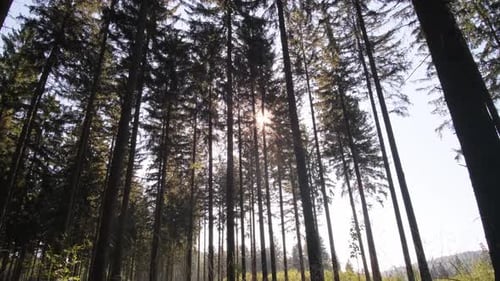 Wild Pine Forest at Sunrise in the Morning Moving the Camera Between Trees