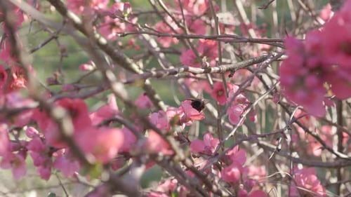 Bee Gathering Pollen on Pink Spring Blossoms