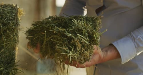Gros plan d'un jeune homme prospère, un fermier contrôlant avec ses mains la récolte