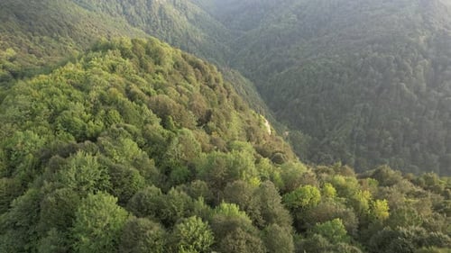 Aerial Forest Nature