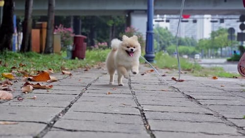 Slow motion of a playful cute Pomeranian spitz dog are running towards the camera on the street, par