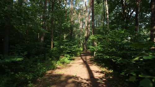 POV Walk Through a Sunlit Forest Path in the Summer