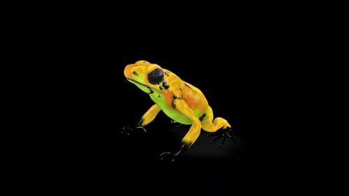 Dart Frog Idle 3