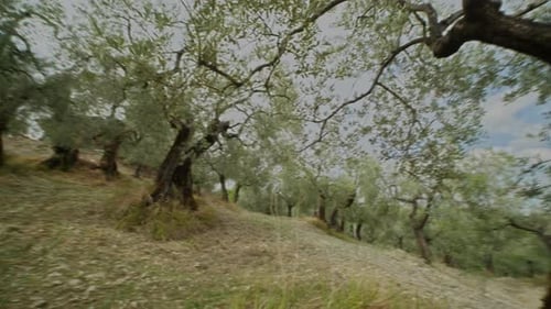 Pan shot olive tree's field. Italy