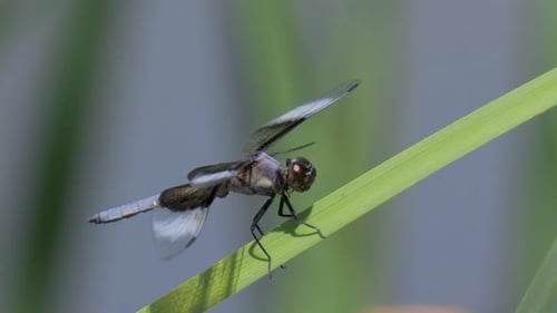 Dragonfly Closeup in Slow Motion