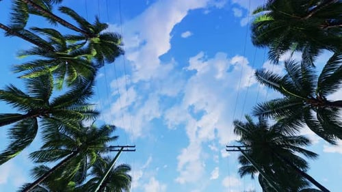 Coconut Tree Plant On Summer Village 04 4K