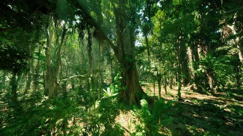 Lush Green Jungle Landscape in Southern China Under Bright Sunlight