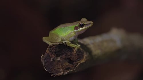 Malayan White-lipped Tree Frog (Chalcorana labialis) sitting on tree branch in jungle. Night safari