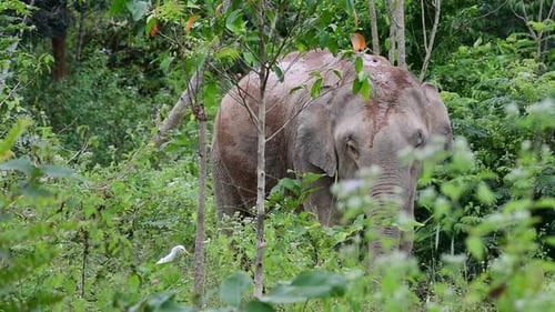 The Asiatic Elephants are endangered species and they are also residents of Thailand; at the nationa