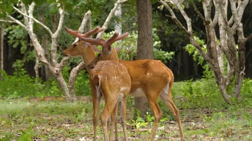 Sika deer wildlife wild animals up-close inside tropical forest East Asia