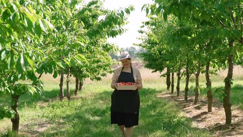 Gardener in Hat Carries Wooden Full of Ripe Cherries in Sunny Garden