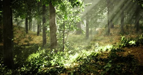 Sunlight Streams Through the Forest Casting a Magical Atmosphere