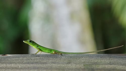 Green lizard exploring natural habitat on a sunny day in a tropical forest