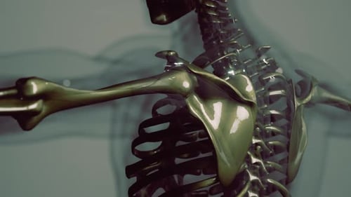 3D Animation of Human Skeleton Shoulder and Ribs