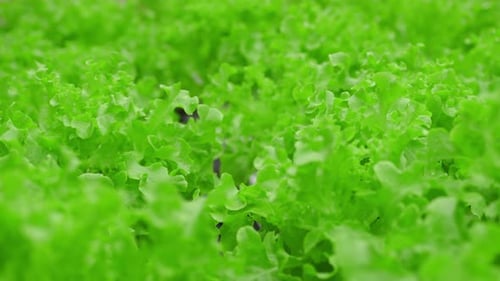 Fresh Green Lettuce Growing in Farm