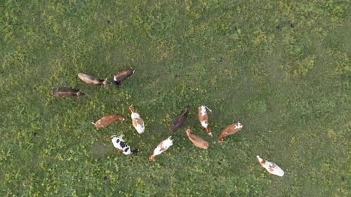 Rotated aerial shot of cows grazing in a green meadow.