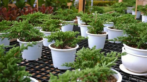 Potted Green Plants in White Containers on Display