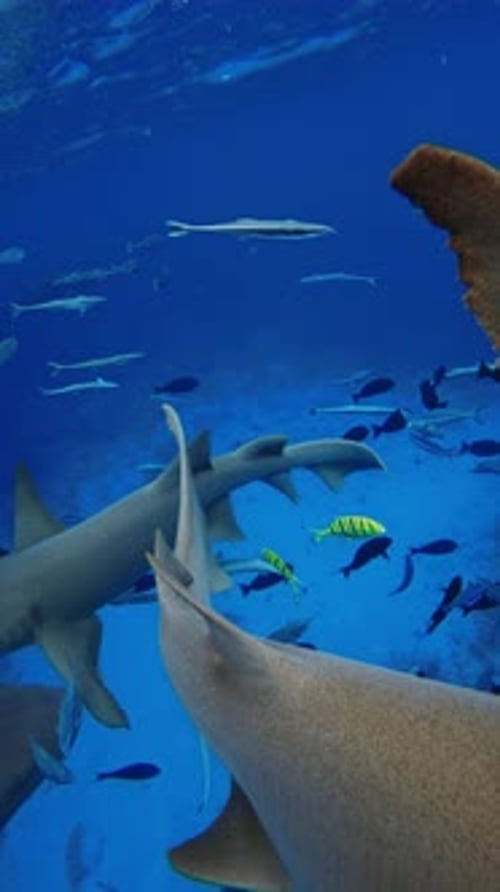 Group of Sharks Close Up and School of Fish Marine Life with Nurse Shark in Blue Ocean