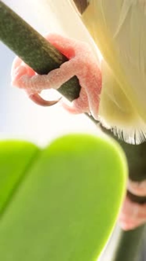 Gros plan des pattes d'un perroquet coloré assis sur une branche de perroquet dans la nature (vidéo verticale)