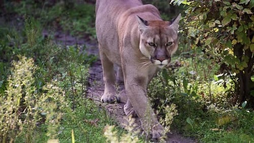 Beautiful Canadian Cougar Puma Concolor Hunting in Wildlife at Canada Forest in Morning Sun Rays