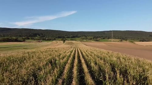 Drone flies fast and close over a corn field in summer