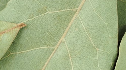 Bay leaves dry texture detail. Dry herbs