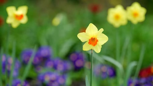 Vibrant and Cheerful Yellow Daffodils in Full Bloom Accompanied By Colorful Flowers