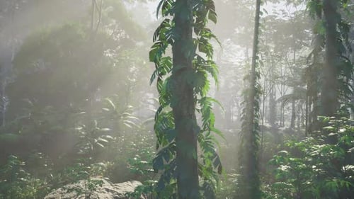 Dense Green Forest With Abundant Trees