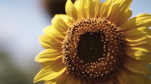 blooming sunflower on the field