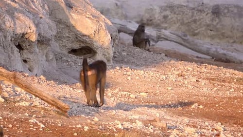 Die Familie der Paviane in Afrika