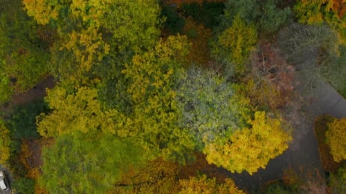 Top-down view of trees with colorful leafs in autumn colors in park with alleys.