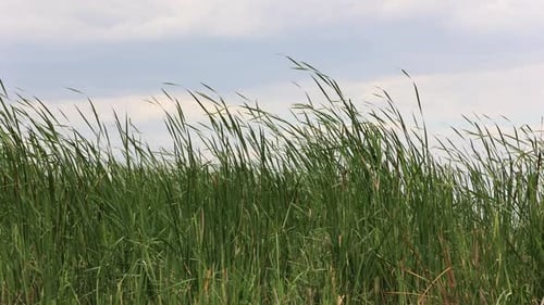 Windy Grass Field on Overcast Day