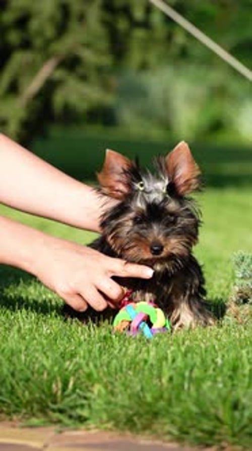 Yorkshire Terrier Puppy Sits in the arms of a girl against the background of green grass. Puppy runs
