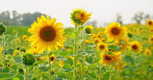 Sunflower Field Blooms in Sunny Rural Landscape