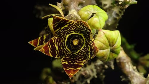 Time lapse video of cactus flower plant, in the style of black background.