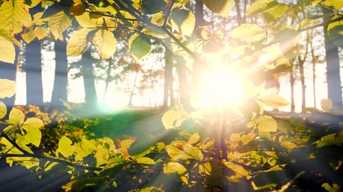 Farbenfrohe, lebendige Wälder, Bäume, Wald bei Sonnenuntergang, Goldene Stunde