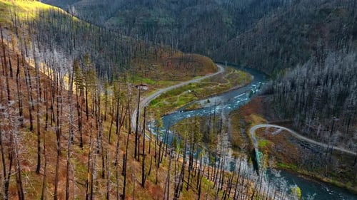 Dry burnt trunks of pine trees covering the mountains.